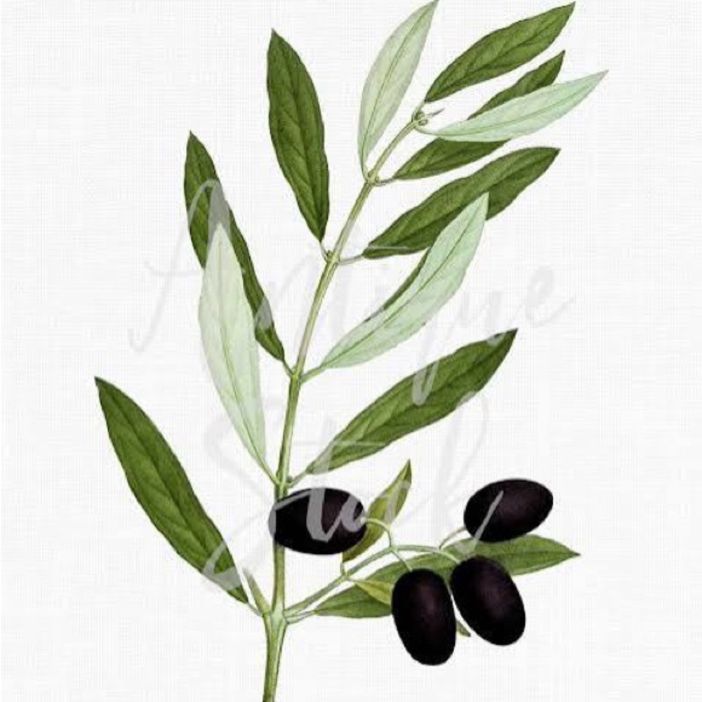 Olive Posher